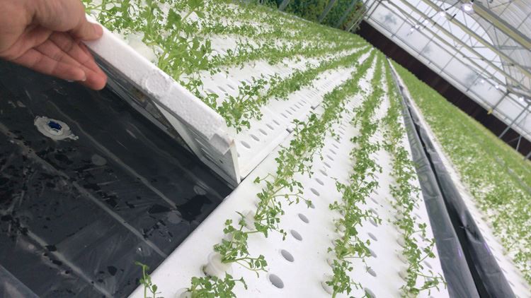 How to build a greenhouse